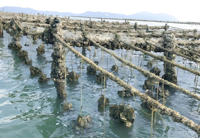 生蠔養(yǎng)殖水質(zhì)監(jiān)測系統(tǒng)、魚蝦養(yǎng)殖監(jiān)測、多領(lǐng)域解決方案